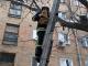 У Кропивницькому рятувальники допомогли коту злізти з дерева