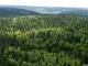 Україна має терміново стати на шлях екологічного лісокористування