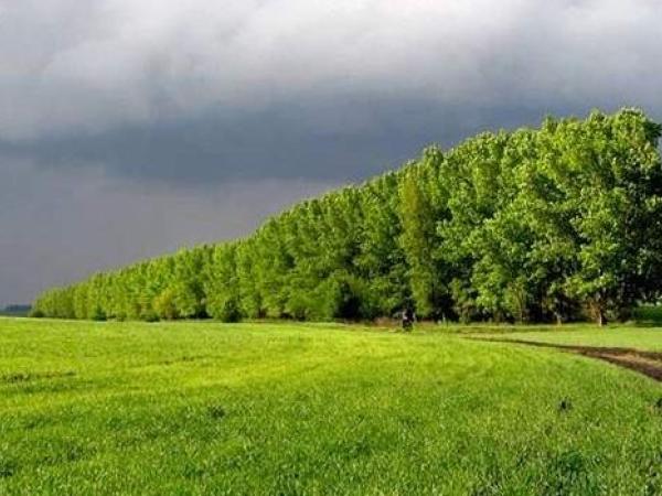 Новина Кіровоградщина: Відтепер лісосмуги захищатимуться по новим правилам Ранкове місто. Кропивницький