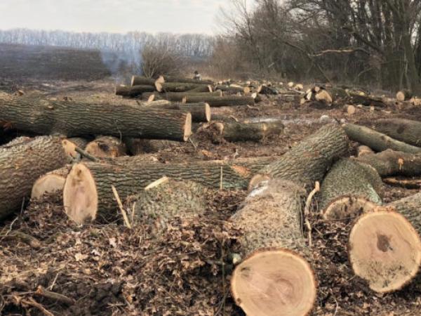 Новина Незаконна порубка дерев у Кропивницькому районі на понад 200 тис грн Ранкове місто. Кропивницький
