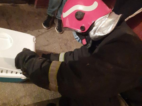Новина Кропивницькі рятувальники визволили кошеня з шахти ліфта Ранкове місто. Кропивницький