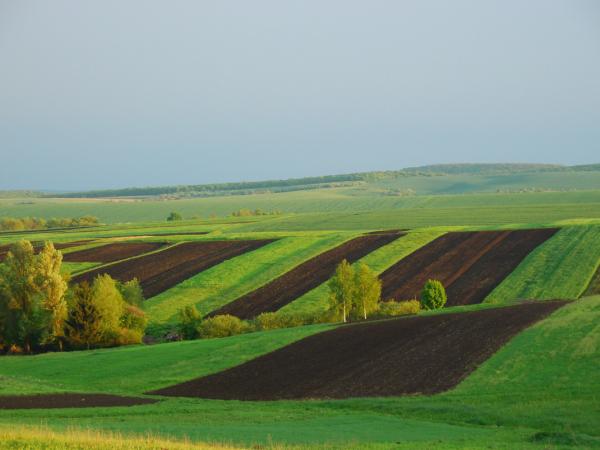 Новина На Кіровоградщині фермер ухилився від сплати податків на три мільйони Ранкове місто. Кропивницький