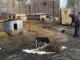 Кіровоградський район: У притулку для тварин влаштували толоку (ВІДЕО)