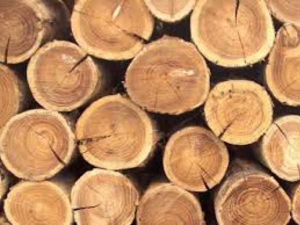 Новина На Кіровоградщині чоловік незаконно напиляв дерев на 140 тисяч Ранкове місто. Кропивницький
