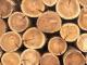На Кіровоградщині чоловік незаконно напиляв дерев на  140 тисяч