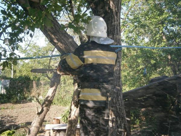 Новина Після негоди на Кіровоградсщини рятувальники прибирають аварійні дерева Ранкове місто. Кропивницький