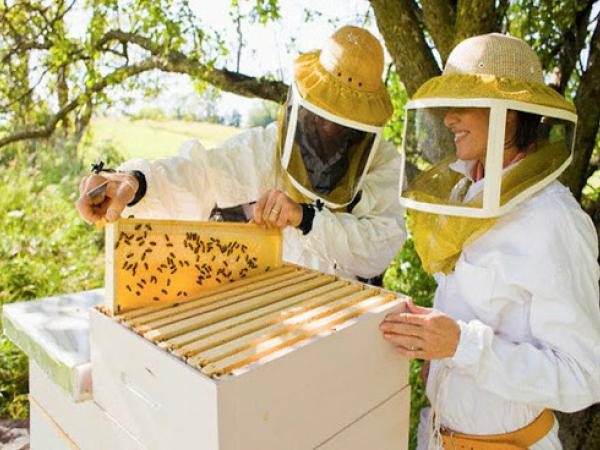 Новина Мешканці Кіровоградщини можуть безкоштовно вивчитися на бджоляра Ранкове місто. Кропивницький