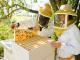 Мешканці Кіровоградщини можуть безкоштовно вивчитися на бджоляра