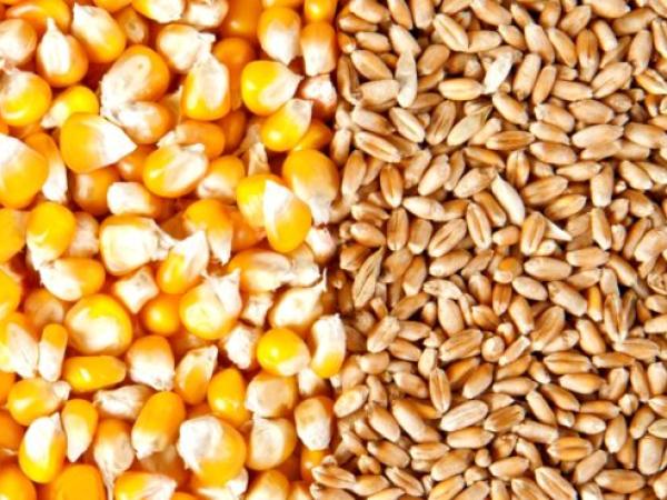 Новина Україна очікує на відкриття ринку США для української кукурудзи та пшениці Ранкове місто. Кропивницький