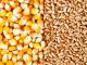 Україна очікує на відкриття ринку США для української кукурудзи та пшениці