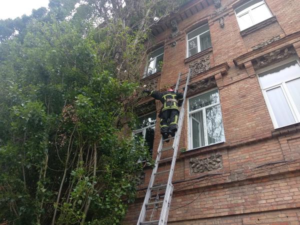 Новина Кіровоградська область: Рятувальники чотири рази розпилювали аварійні дерева Ранкове місто. Кропивницький