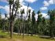 Кропивницький: Відбудеться суд по справі спиляних дерев у Парку Перемоги