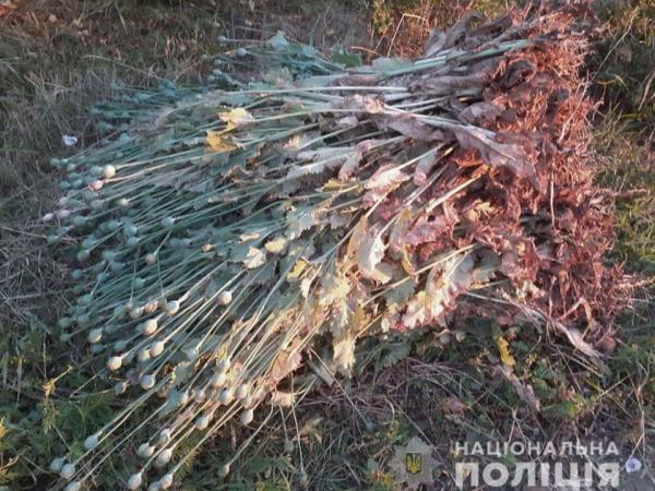 Новина Мешканець Кіровоградської області виростив 800 рослин маку на своєму городі Ранкове місто. Кропивницький