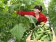 Професія для аграрного регіону: є можливість безкоштовно навчитися овочівництву