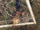 На Кіровоградщині собака застряг у футбольній сітці (ФОТО)