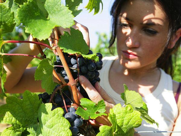 Новина Безробітні Кіровоградщини можуть безкоштовно вивчитись на виноградаря Ранкове місто. Кропивницький