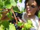 Безробітні Кіровоградщини можуть безкоштовно вивчитись на виноградаря