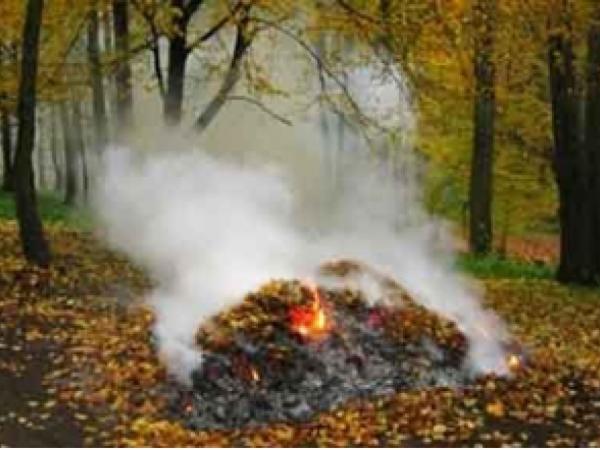 Новина Олександр Мосін: дихати газом від паленого листя нікому не потрібно Ранкове місто. Кропивницький