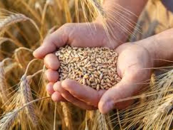 Новина Керівника зернового складу звинувачують у розкраданні пшениці Ранкове місто. Кропивницький