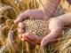 Керівника зернового складу звинувачують у розкраданні пшениці