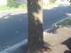 Кропивницький: Будівельники зішкрібають асфальт навколо замурованих дерев  (ВІДЕО)