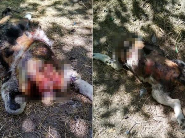 Новина Жахіття у Кропивницькому продовжуються: на Полтавській знайшли вбитих собак (ФОТО) Ранкове місто. Кропивницький