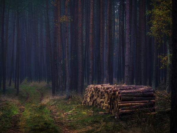 Новина Кіровоградщина: Лісничій загрожує п ’ять років тюрми за продаж лісу Ранкове місто. Кропивницький