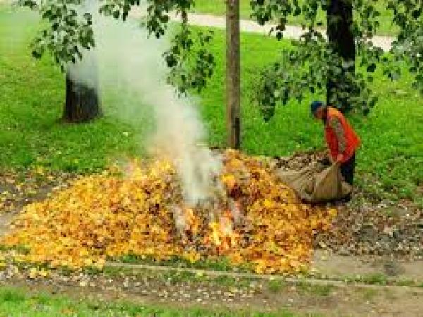 Новина Спалене листя шкодить здоров’ю, або Як позбутися опалого листя? Ранкове місто. Кропивницький