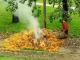 Спалене листя шкодить здоров’ю, або Як позбутися опалого листя?
