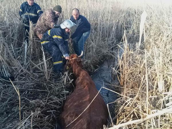Новина Бобринецький район: рятувальники витягнули корову з трясовини Ранкове місто. Кропивницький