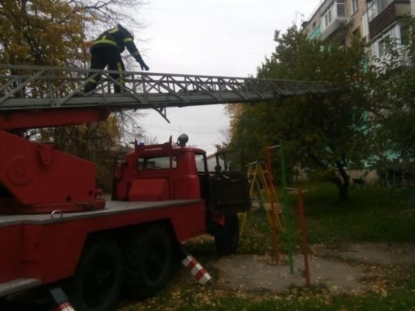 Новина Як на Миколаївці рятувальники допомогли зняти з дерева кошеня Ранкове місто. Кропивницький