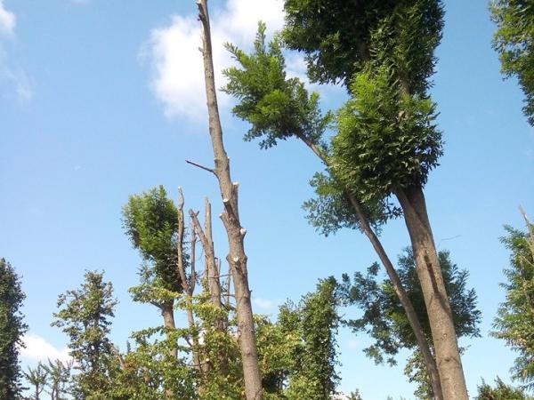Новина Кропивницький: КП «Єлізавета» продовжує спилювати дерева у Парку Перемоги Ранкове місто. Кропивницький