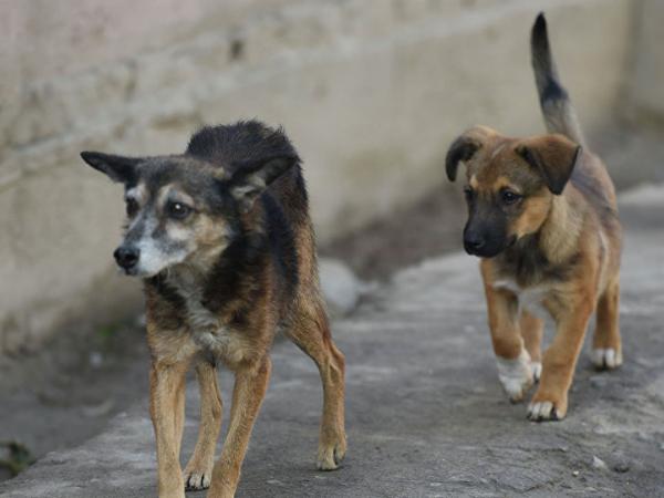 Новина У Кропивницькому встановили особу, яка може бути причетною до отруєння собак Ранкове місто. Кропивницький