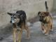 У Кропивницькому встановили особу, яка може бути причетною до отруєння собак