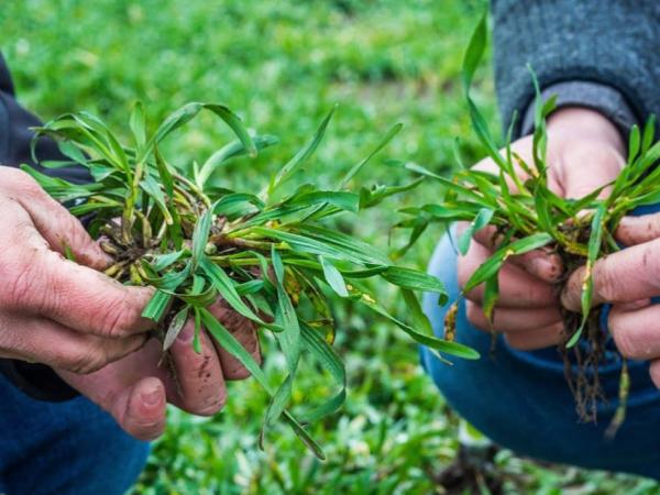 Новина Аграрники Кіровоградщини високо оцінюють очікуваний урожай озимини Ранкове місто. Кропивницький