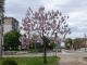 У Кропивницькому вперше зацвіли екзотичні павловнії, висаджені 6 років тому