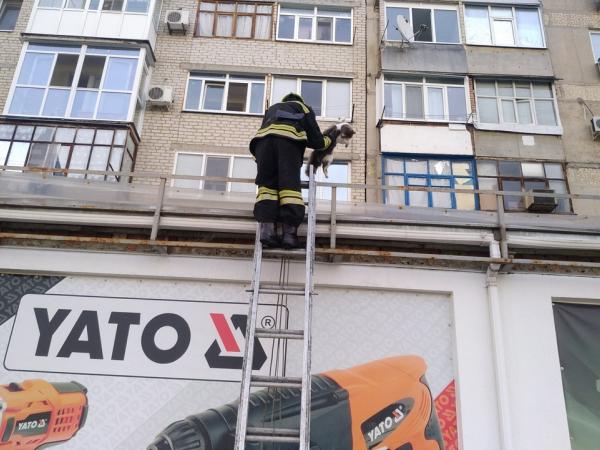 Новина Олександрія: Рятувальники зняли кота з даху Ранкове місто. Кропивницький