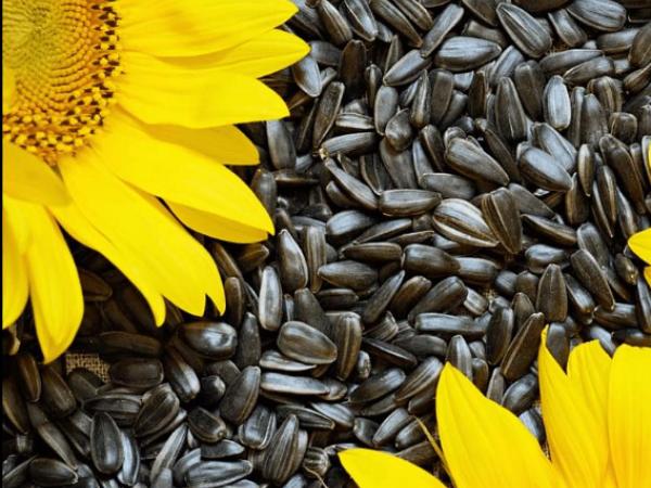 Новина Фермери Кіровоградщини отримають насіння соняшника та мінеральні добрива Ранкове місто. Кропивницький