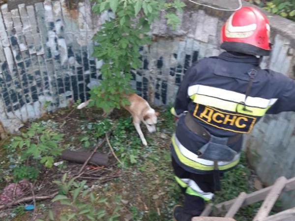 Новина Кіровоградщина: У Компаніївці собаку довелося рятувати з басейну Ранкове місто. Кропивницький