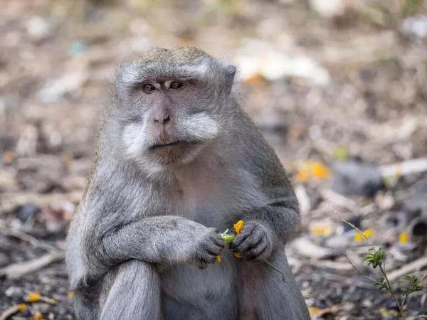 Новина Змістовно від МОЗ: Що варто знати про вірус мавпячої віспи Ранкове місто. Кропивницький