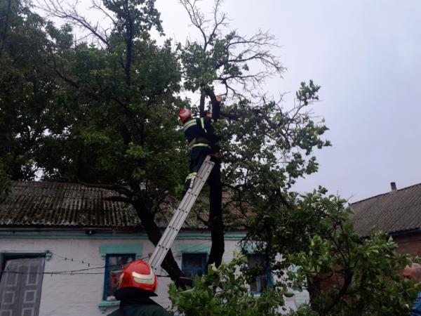 Новина Кіровоградської область: Рятувальники двічі прибирали аварійні дерева Ранкове місто. Кропивницький