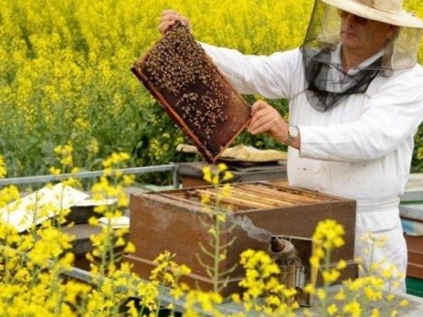 Новина У Кропивницькому відбудеться фестиваль бджолярів Ранкове місто. Кропивницький