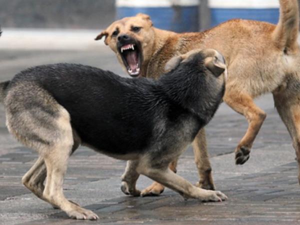 Новина У Кропивницькому стерилізували майже тисячу бродячих собак Ранкове місто. Кропивницький