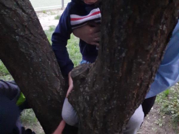 Новина Кропивницький: Школяр застряг між гілками дерева Ранкове місто. Кропивницький