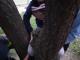 Кропивницький: Школяр застряг між гілками дерева
