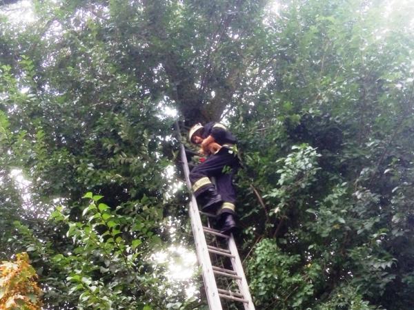 Новина На Кіровоградщині рятують не лише людей: з високого дерева зняли безпорадне кошеня Ранкове місто. Кропивницький