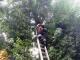 На Кіровоградщині рятують не лише людей: з високого дерева зняли  безпорадне кошеня