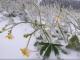 Прогноз погоди на 21 лютого: у Кропивницькому очікується невеликий мокрий сніг