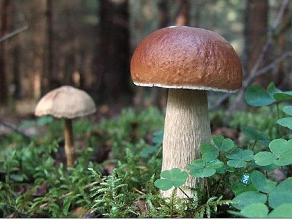 Новина Кіровоградщина: Сталося перше отруєння грибами Ранкове місто. Кропивницький
