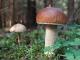 Кіровоградщина: Сталося перше отруєння грибами